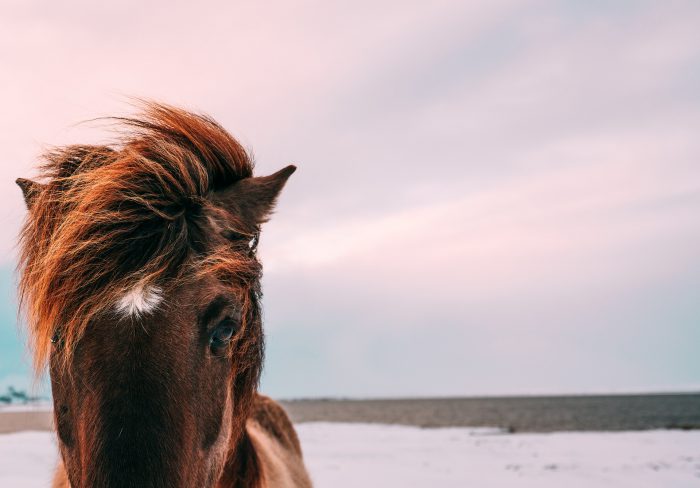 Dieses Pferd hat keinen Stress