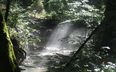 Warum wir uns im Wald so wohl fühlen