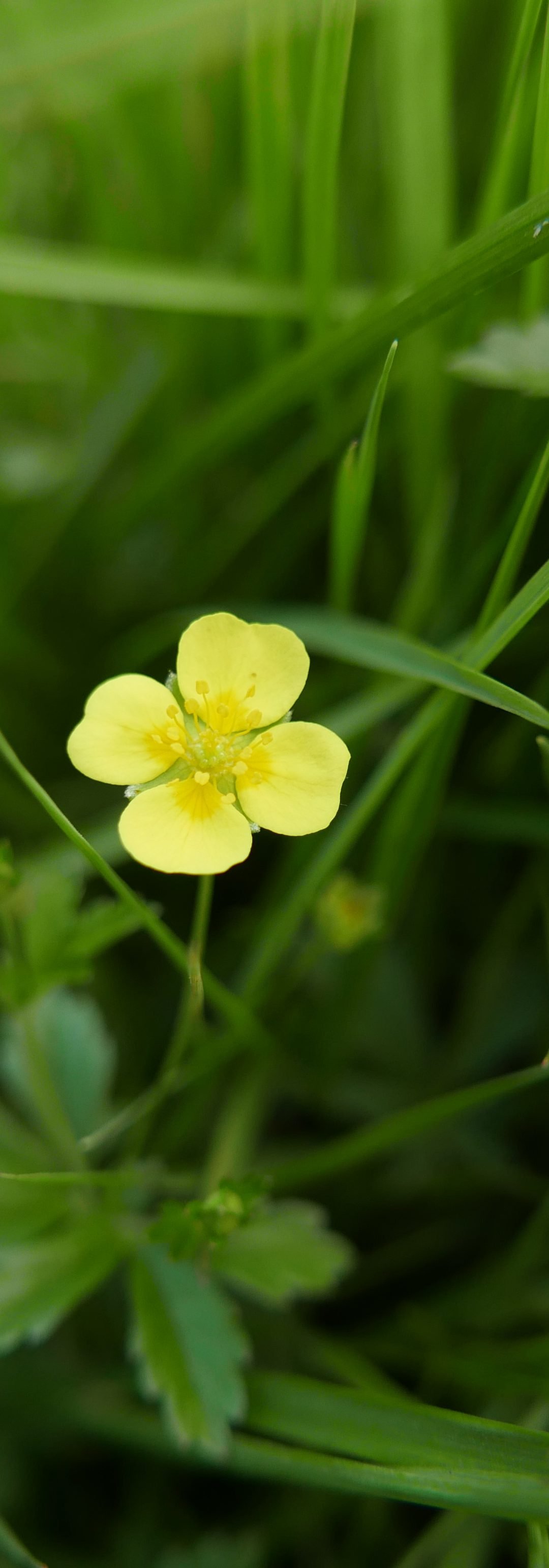 Pflanzen: Heilen durch Informationskraft