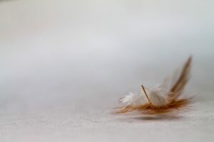 feather gf3ffade5e 640