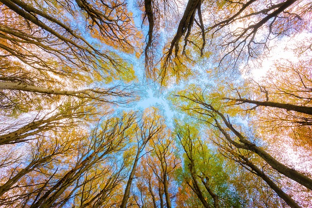 Bei einem Magnetsturm hilft es in den wald zu gehen