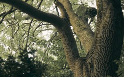 So kannst du Naturgeister wahrnehmen